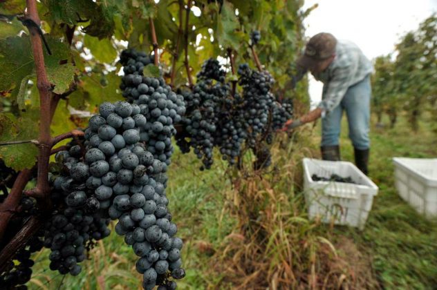 Tudo sobre a plantação e o armazenamento na produção de vinho