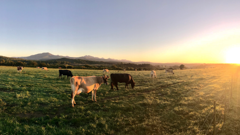 A inovação trazida pelas startups do agro transforma o campo, destaca Aldo Vendramin.