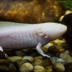 Axolote albino nadando entre pedras em um aquário.