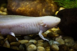 Axolote albino nadando entre pedras em um aquário.