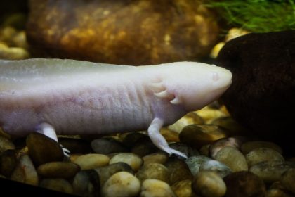 Axolote albino nadando entre pedras em um aquário.