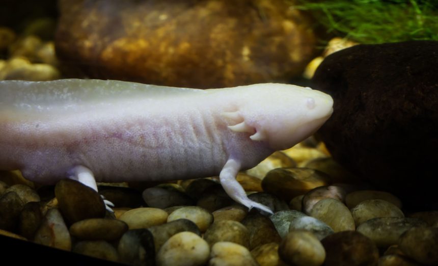 Axolote albino nadando entre pedras em um aquário.